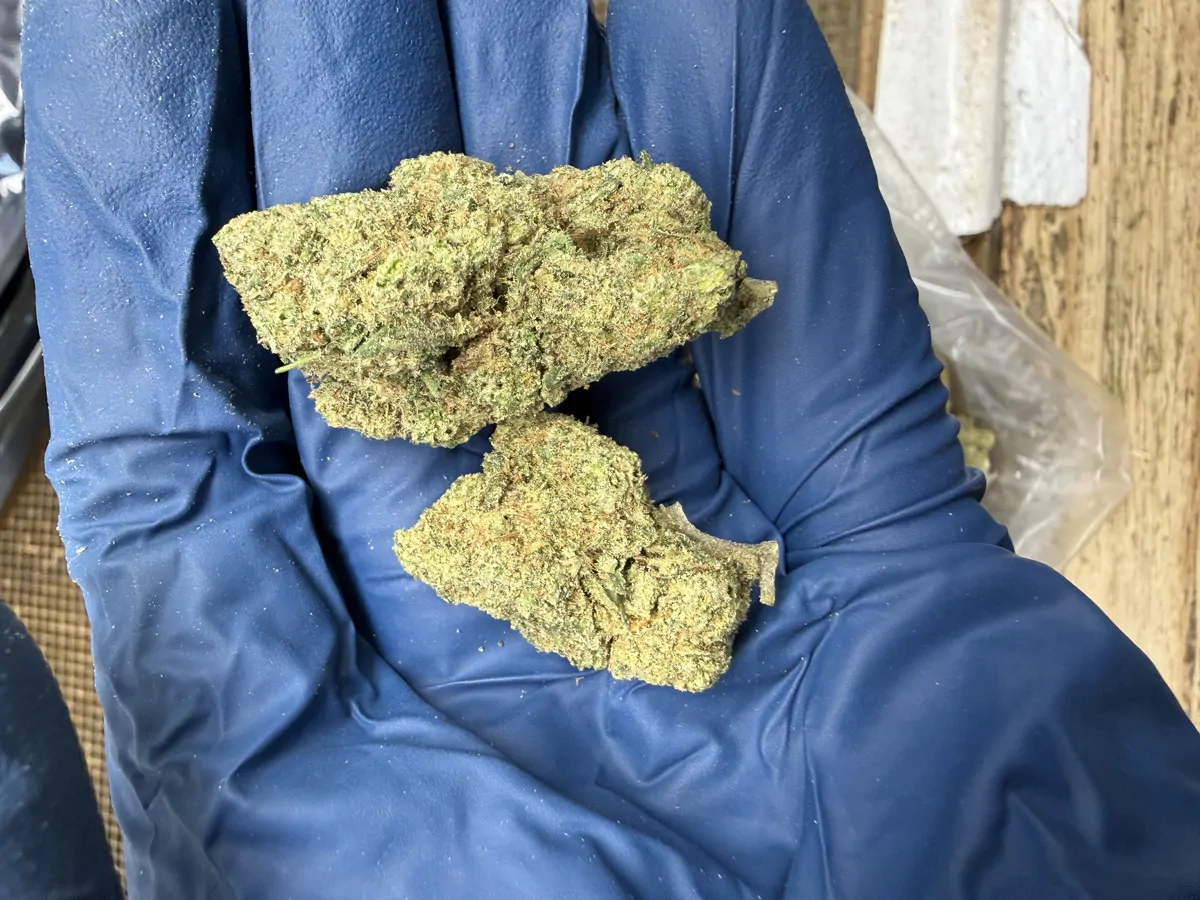 Blue Dream Flower